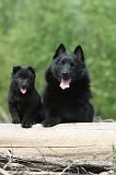 SCHIPPERKE 570